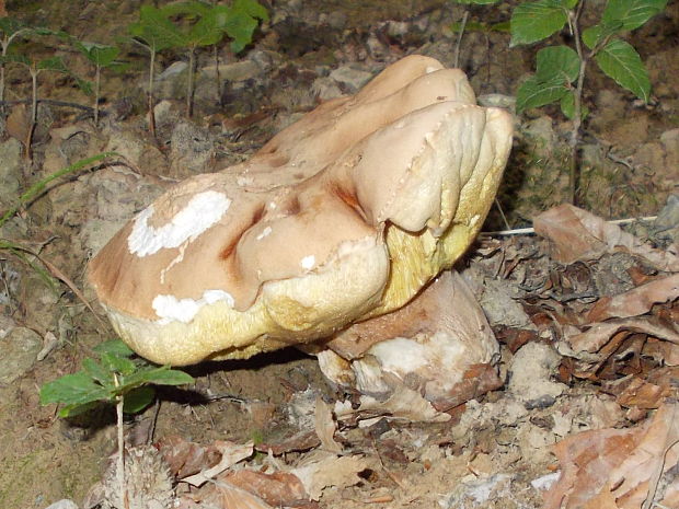 hríb dubový Boletus reticulatus Schaeff.