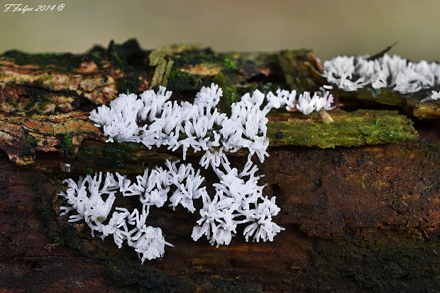 rohačka kríčkovitá Ceratiomyxa fruticulosa var. fruticulosa (O.F. Müll.) T. Macbr