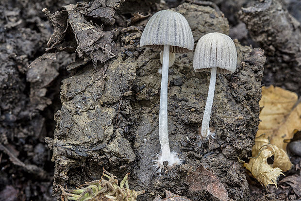 hnojník? Coprinus sp.