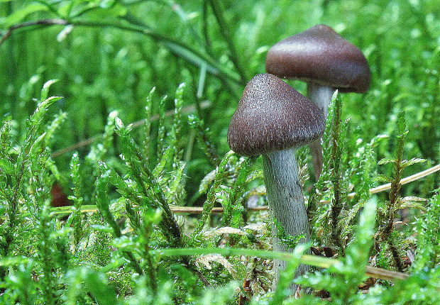 pavučinovec Cortinarius sp.