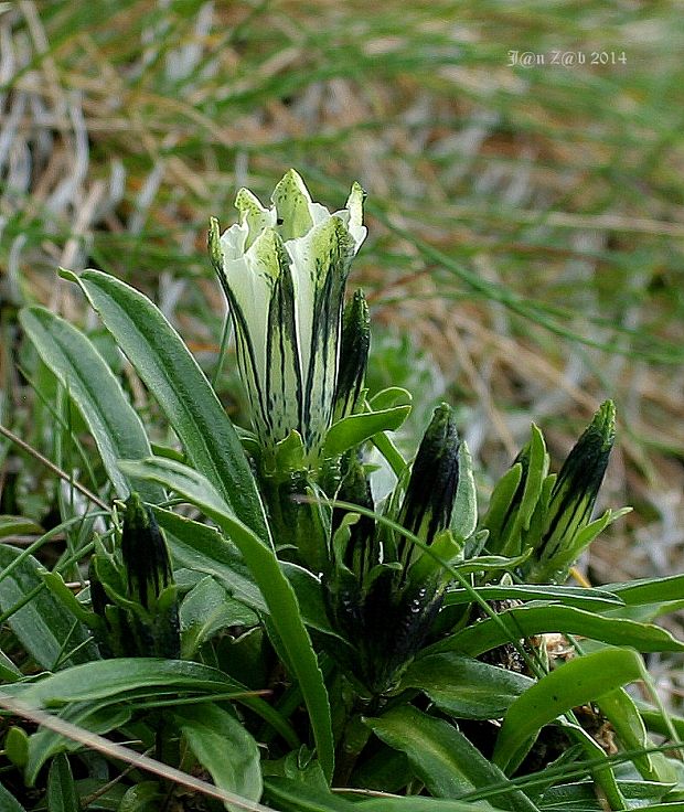 horec ľadový Gentiana frigida Haenke