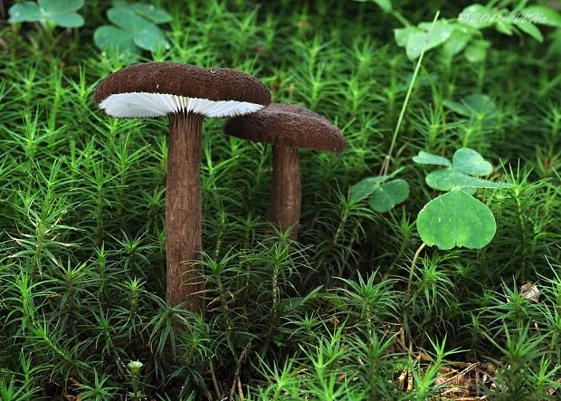 rýdzik čiernozamatový Lactarius lignyotus Fr.