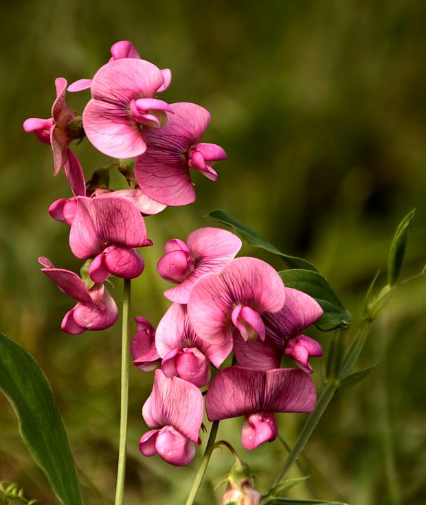 hrachor lesný Lathyrus sylvestris L.