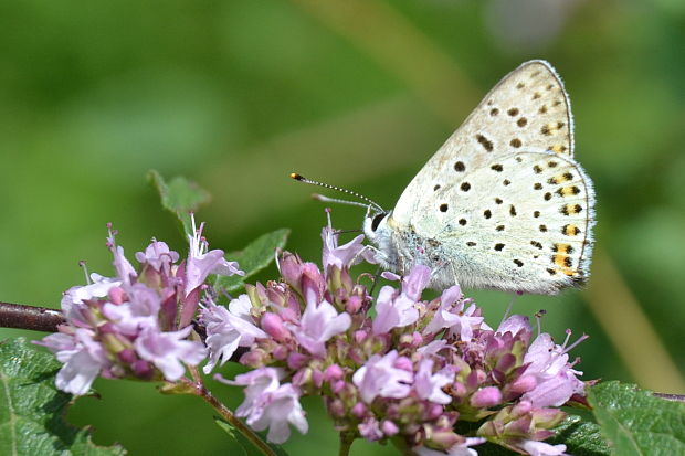 ohniváčik čiernoškvrnný Lycaena tityrus