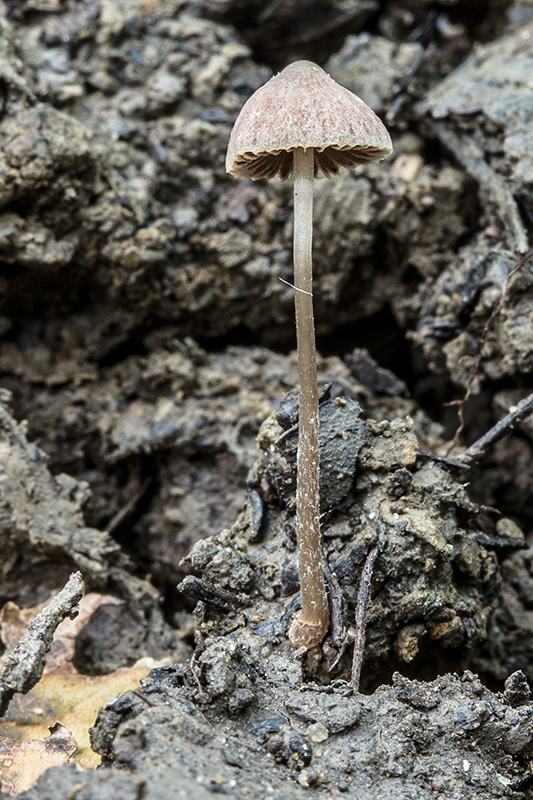 drobuľka Psathyrella sp.