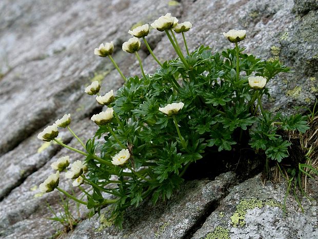 iskerník ľadovcový Ranunculus glacialis L.