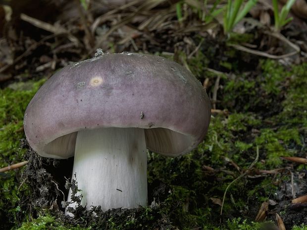 plávka modrastá Russula cyanoxantha (Schaeff.) Fr.