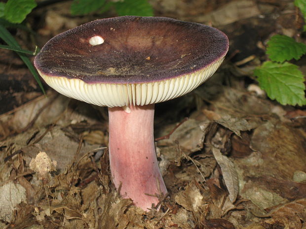 plávka olivová Russula olivacea (Schaeff.) Fr.