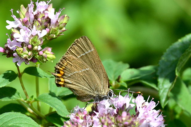 ostrôžkár brestový Satyrium w-album