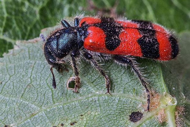 pestroš včelí  Trichodes apiarius