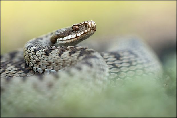 vretenica severna Vipera berus