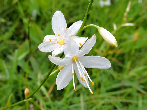 jagavka konáristá Anthericum ramosum L.