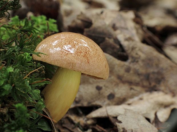 zlatohríb úhľadný Aureoboletus gentilis (Quél.) Pouzar