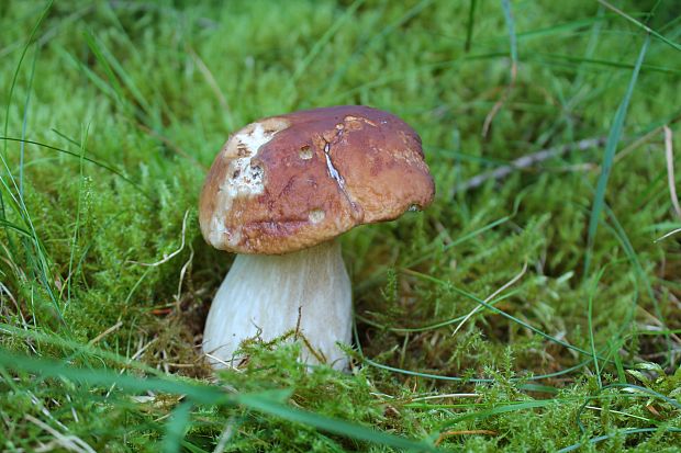 hríb smrekový Boletus edulis Bull.