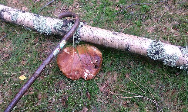 hríb smrekový Boletus edulis Bull.