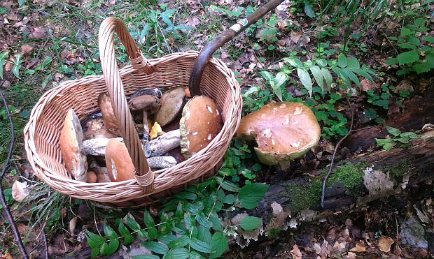 hríb smrekový Boletus edulis Bull.