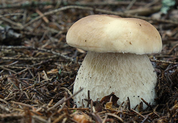 hríb smrekový Boletus edulis Bull.