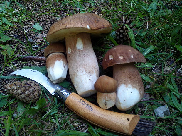 hríb Boletus sp.