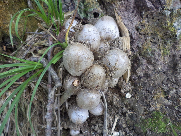 hnojník atramentový šupinatý Coprinus atramentarius var. soboliferus (Fr.) Rea