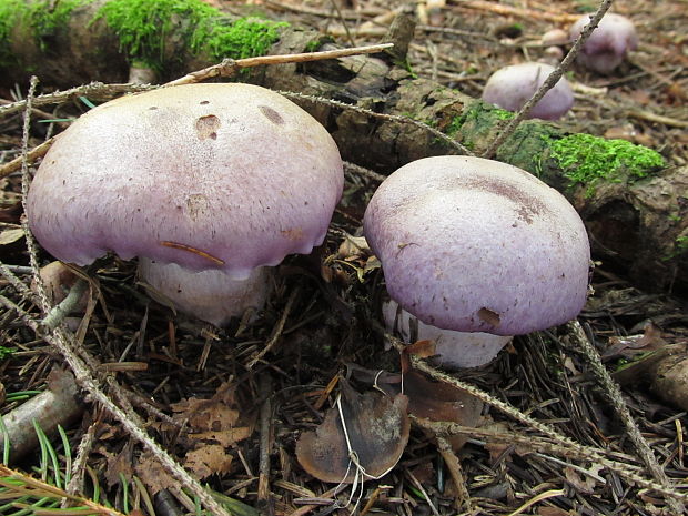 pavučinovec Cortinarius sp.