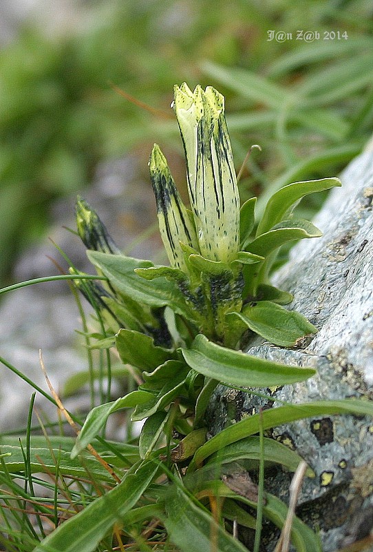 horec ľadový Gentiana frigida Haenke