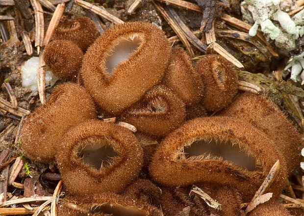 humária polguľovitá Humaria hemisphaerica (F.H. Wigg.) Fuckel