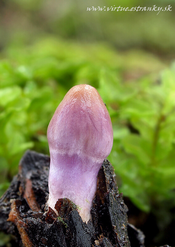 vláknica hlinovolupeňová Inocybe geophylla (Bull.) P. Kumm.