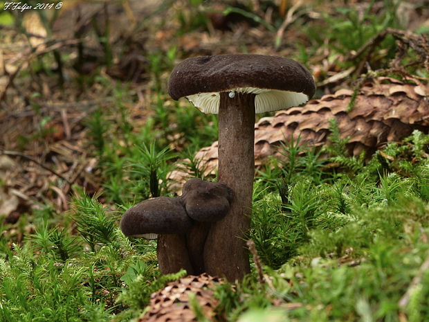 rýdzik čiernozamatový Lactarius lignyotus Fr.