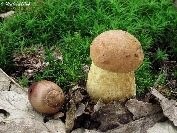 kozák žltopórový Leccinellum crocipodium (Letell.) Della Maggiora & Trassinelli