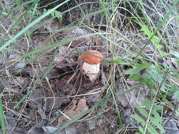 kozák osikový Leccinum albostipitatum den Bakker & Noordel.