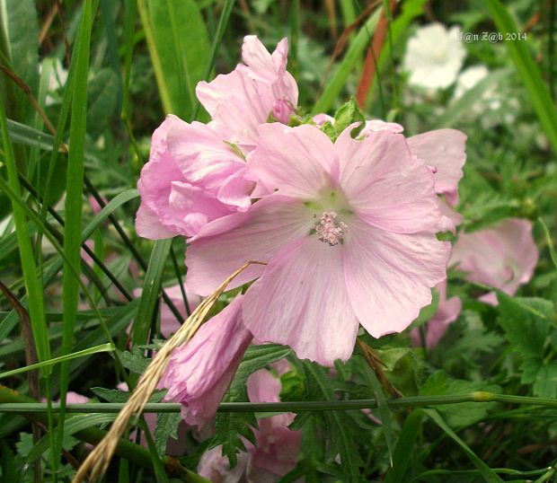 slez pižmový Malva moschata L.