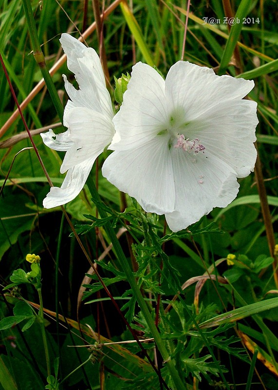 slez pižmový Malva moschata L.