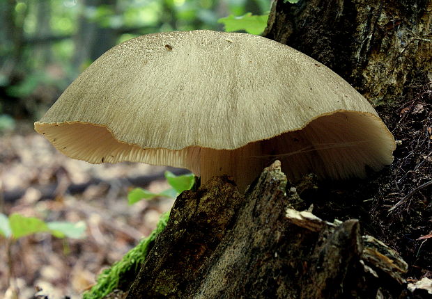 povraznica širokolupeňová Megacollybia platyphylla (Pers.) Kotl. & Pouzar