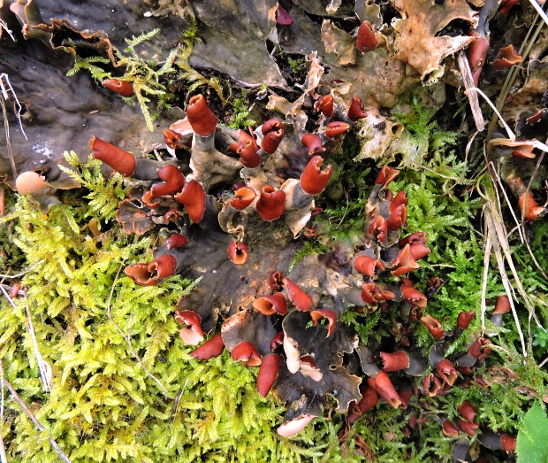 štítnatec Peltigera sp.