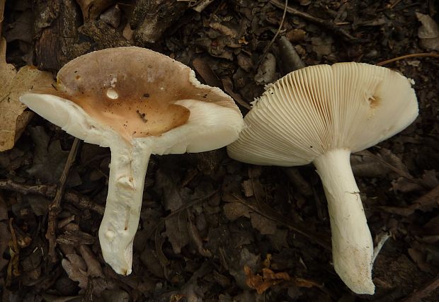 plávka Russula sp.