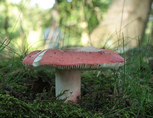 plávka Russula sp.