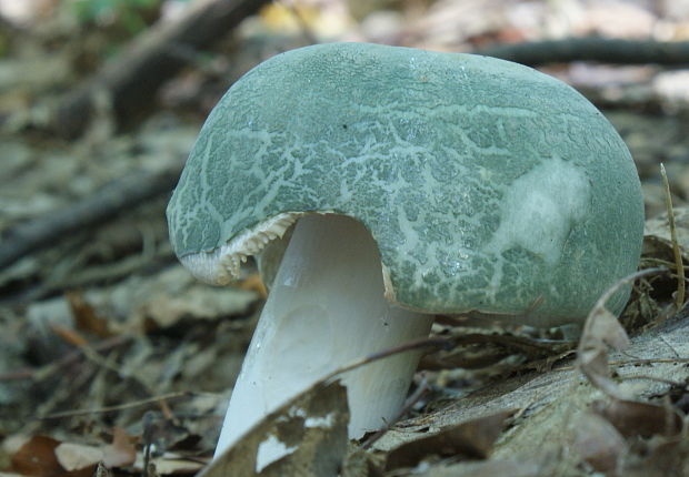 plávka zelenkastá Russula virescens (Schaeff.) Fr.