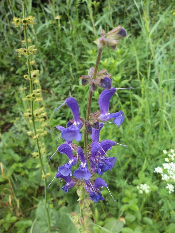 šalvia lúčna Salvia pratensis L.