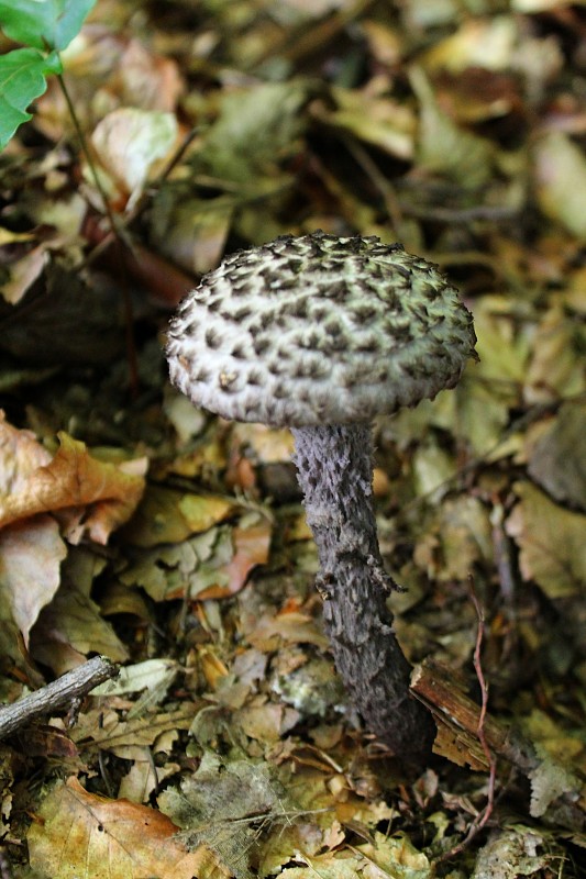 šiškovec šupinatý Strobilomyces strobilaceus (Scop.) Berk.