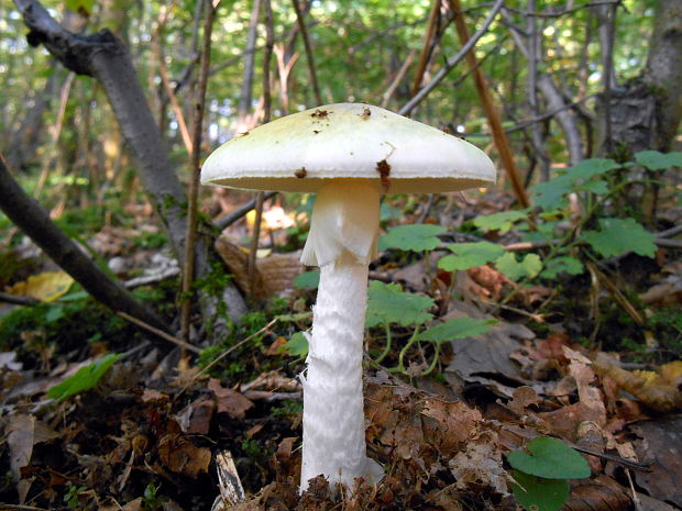 muchotrávka zelená Amanita phalloides (Vaill. ex Fr.) Link