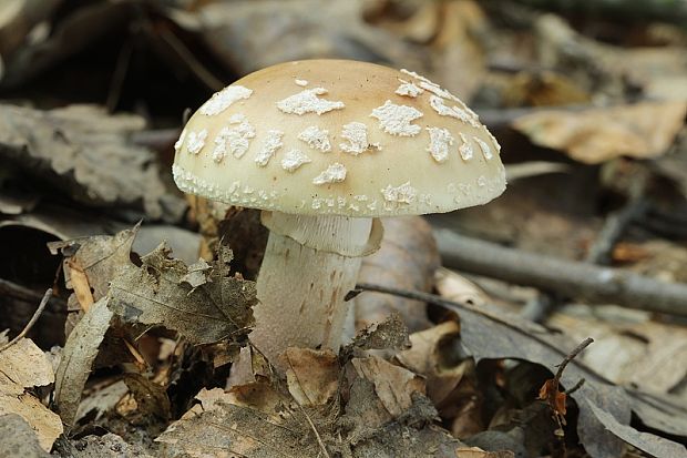 muchotrávka červenkastá Amanita rubescens Pers.