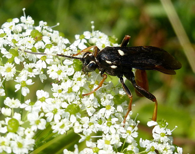 lumok Amblyjoppa fuscipennis