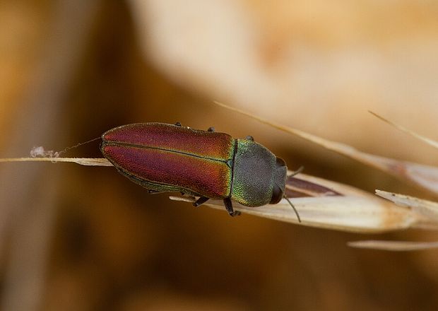 . Anthaxia cf. praeclara