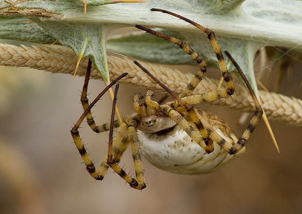 . Argiope lobata