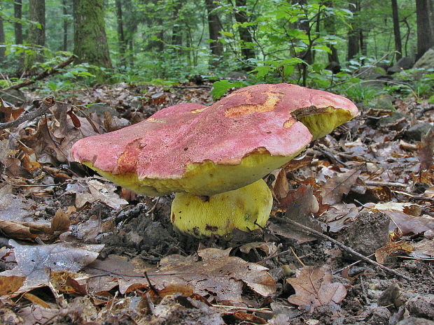 hríb kráľovský Butyriboletus regius (Krombh.) D. Arora & J.L. Frank