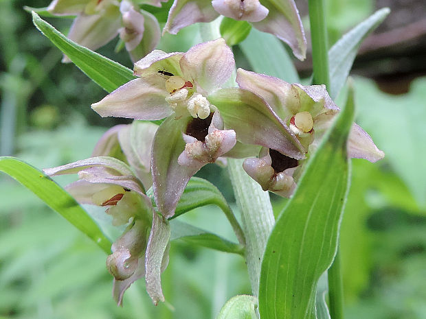 kruštík širokolistý pravý Epipactis helleborine subsp. helleborine (L.) Crantz