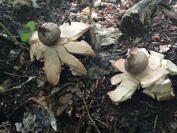 hviezdovka červenkastá Geastrum rufescens Pers.