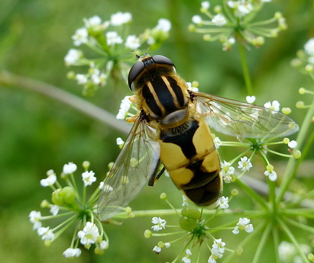 pestrica ♂ Helophilus hybridus Loew, 1846