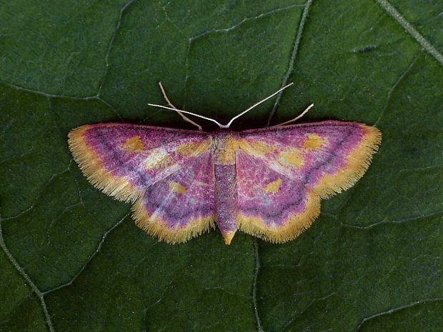 piadica červená (sk) / žlutokřídlec rudoskvrnný (cz) Idaea muricata Hufnagel, 1767