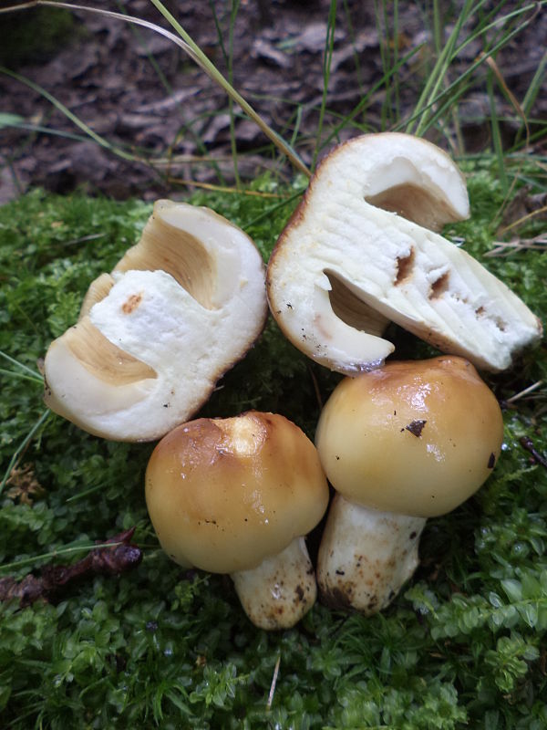 plávka smradľavá Russula foetens Pers.